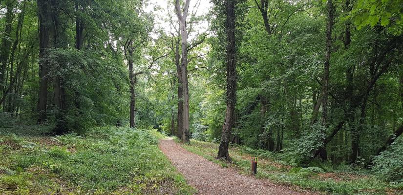 Preview: Klimaatbestendige bossen | De Levende Natuur